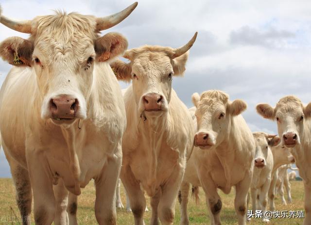 关于夏洛莱牛的5个问题，产肉性能一流没人养，只因屁股肉太多