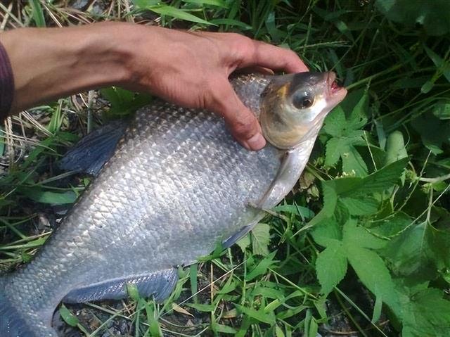 夏季野钓鳊鱼中钓离底和钓行程的技术分析