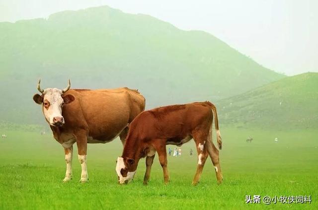 肉牛的饲养方法及管理，养殖肉牛的技术，养殖肉牛早出栏的方法！