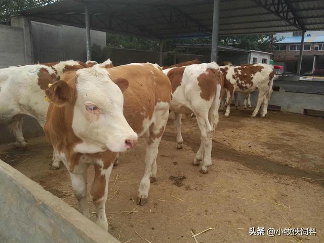 肉牛的饲养方法及管理，养殖肉牛的技术，养殖肉牛早出栏的方法！