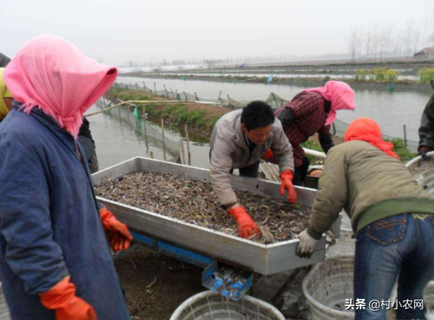 现在养殖泥鳅还赚钱吗？