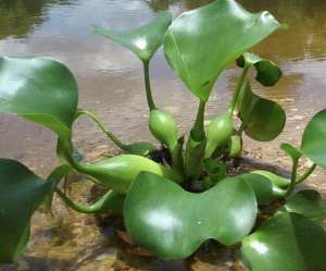 河道养鱼水产养殖技术(分享一套栽培水葫芦循环养殖鹅和鱼的管理技术，帮助你提高收益)