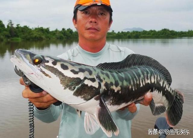 奇怪“斑马鱼”现身水塘，食性凶猛曾致人伤亡！躲不过钓友的鱼竿