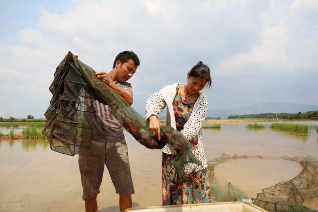 南方平湖区低洼湿地稻、虾(鳝)立体种养模式及关键技术