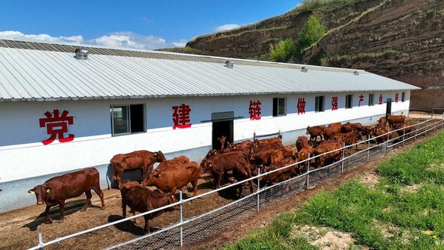 甘肃庄浪：种养循环“牛”劲足