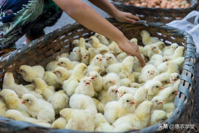 新手养殖必备：掌握雏鸡开食技巧，帮助小家伙茁壮成长