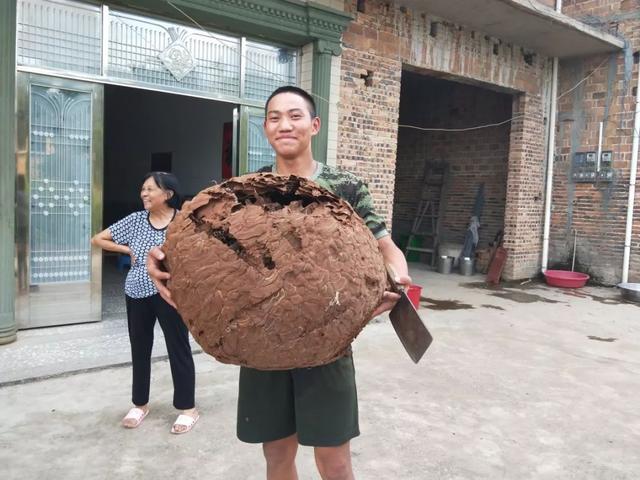 带刺的“聚宝盆”！贵州惊现巨型马蜂窝，吊车搬运，它到底有多毒