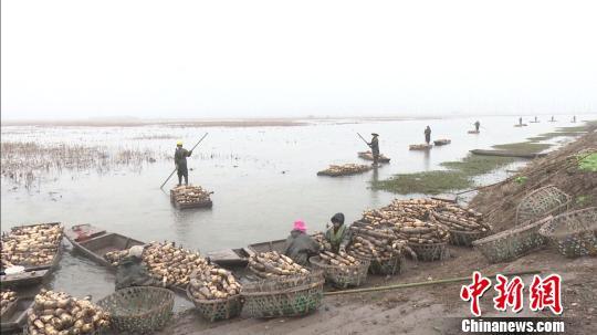 综合种养助农增收 湖南南县农民挖藕日进六百