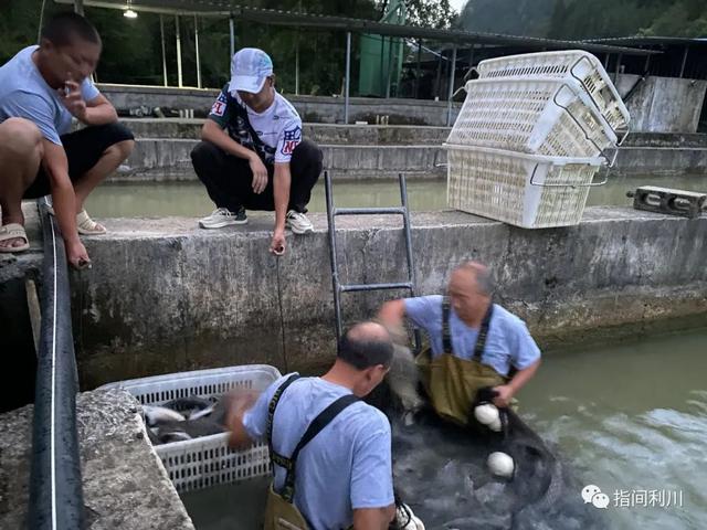 利川山间水养出了“海味”三文鱼