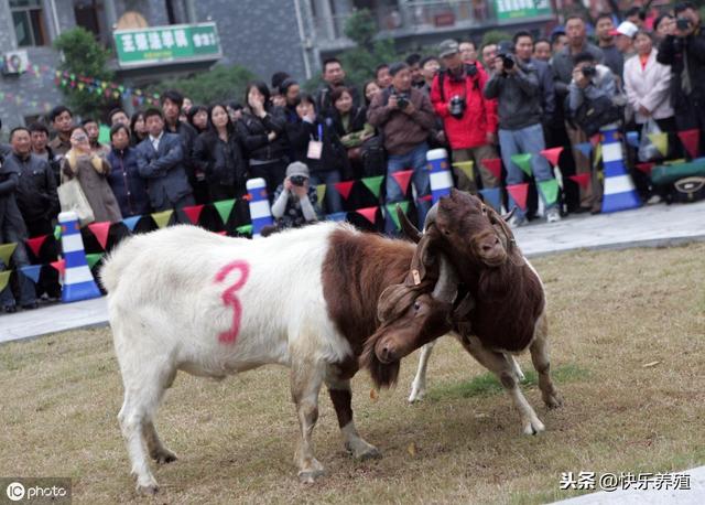 如何养好波尔山羊？养羊专业户详细介绍！