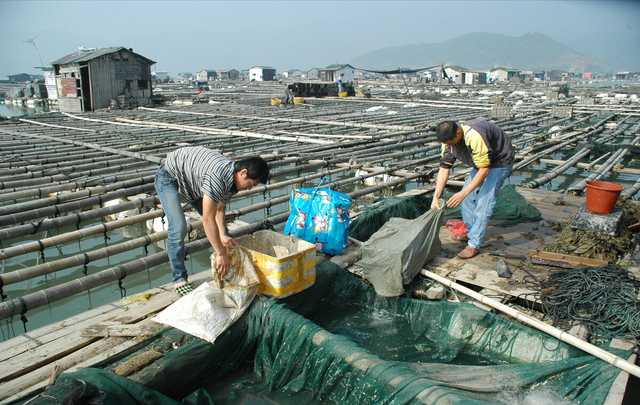 象山养鱼人技巧养殖大黄鱼，销售额高达上千万，震惊村里一众渔民