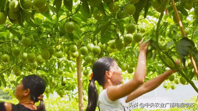 【农广天地】这种动物发起怒来真可怕 这种果子酸到心里却惹人爱