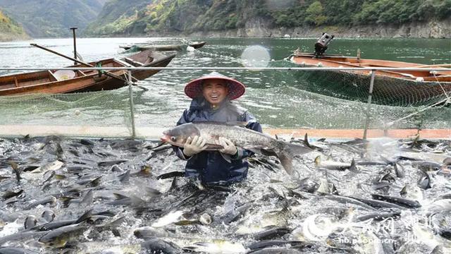 水库施肥养殖花鲢白鲢技术