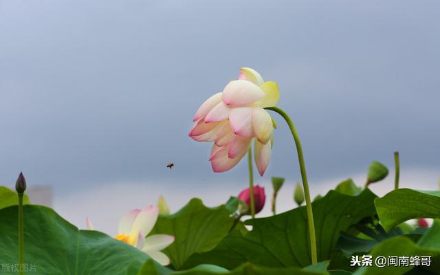 中华蜜蜂界的“两弹一星”，养殖场的看家本领，蜜蜂养殖精髓