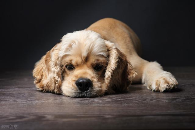 关于犬不同生长阶段的养殖技术，与管理管方法，进来学学