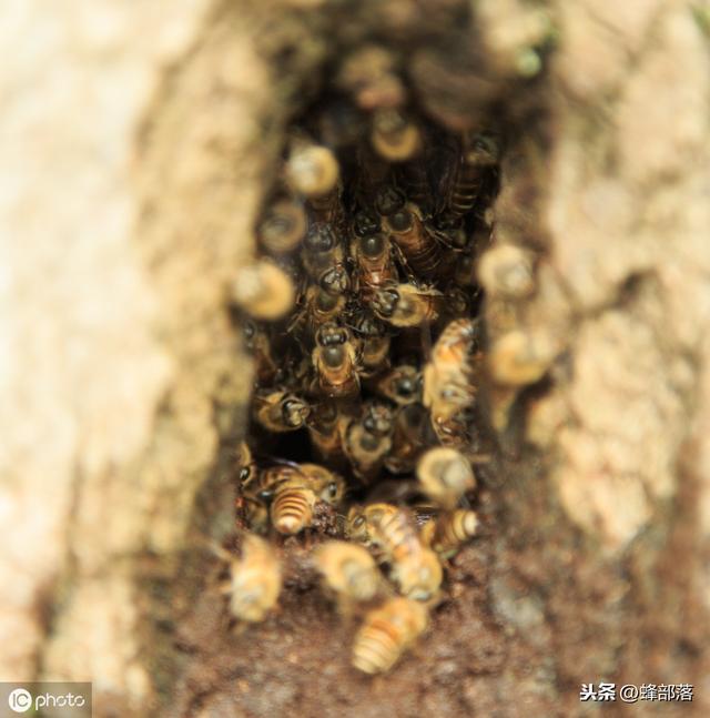 农村土地里发现的野蜂群，如何进行养殖？2种方式随你选