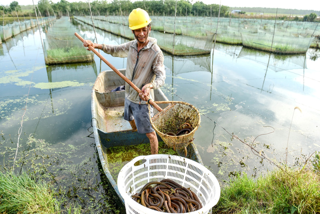 越南人20平方米的泥潭高密度养黄鳝，1亩地能挣5万元，大家相信吗