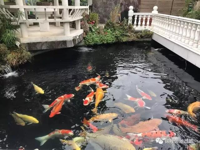 景观设计不会，这7个绝美锦鲤鱼池设计也许有答案