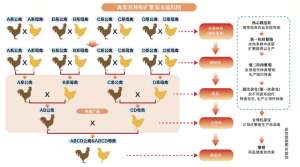 华英鸭养殖(出海150年，北京鸭育种优势回归中国)