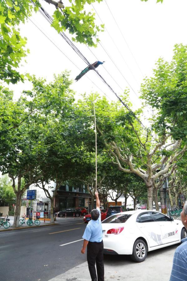 孔雀出逃，上海市民惊呼“长这么大没看到过孔雀飞”