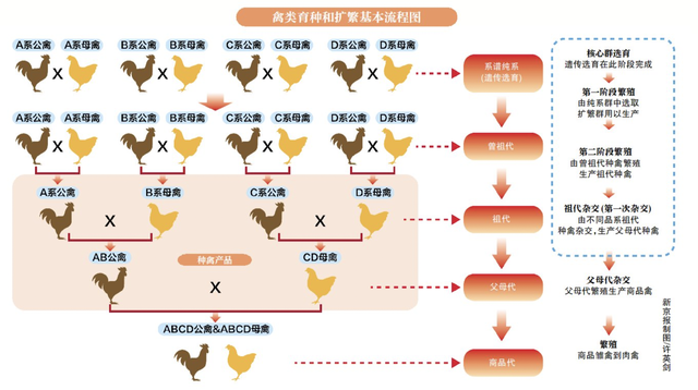 出海150年，北京鸭育种优势回归中国