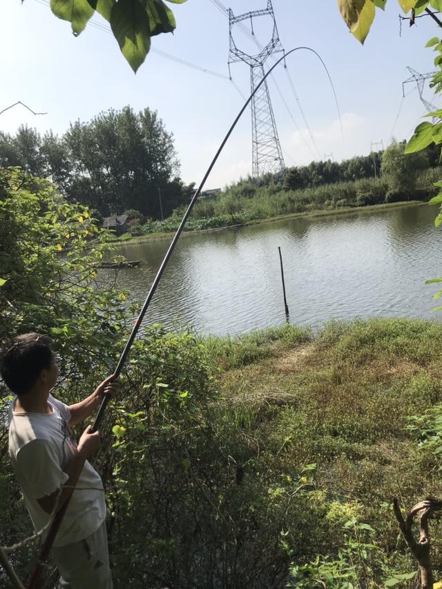 温度虽高，热情不减，大鳊爆护，玉米有奇效