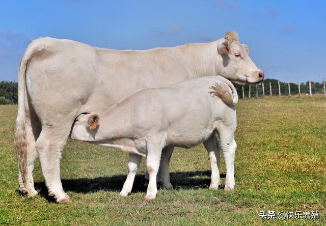 关于夏洛莱牛的5个问题，产肉性能一流没人养，只因屁股肉太多