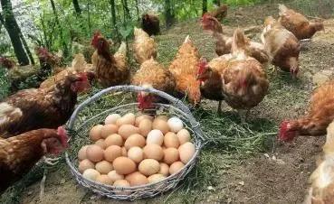 鸡饲料里面加点艾草，母鸡少生病多下蛋