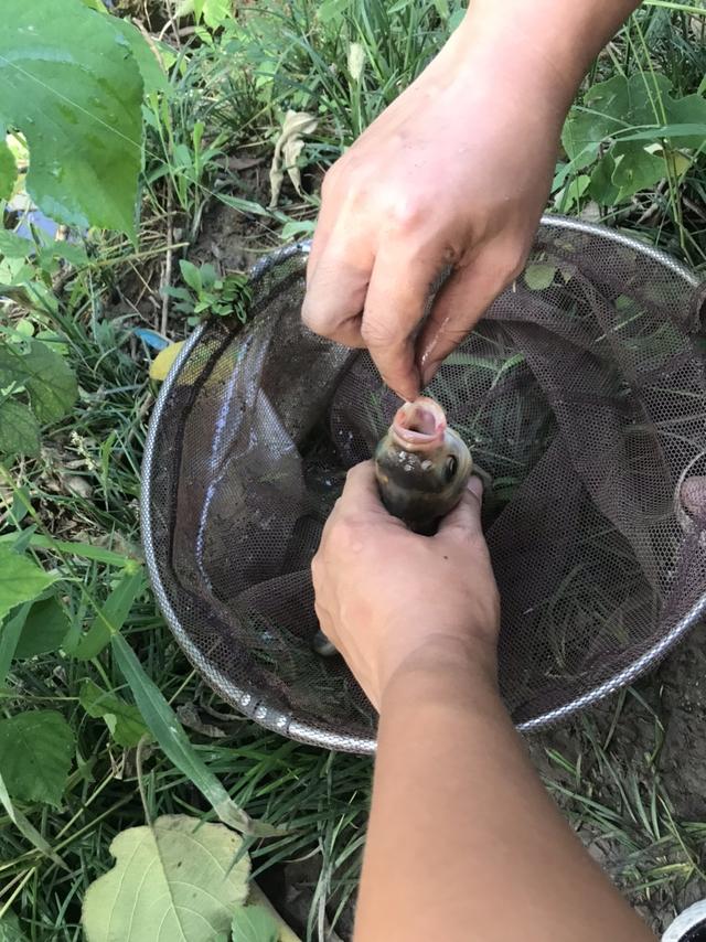 温度虽高，热情不减，大鳊爆护，玉米有奇效