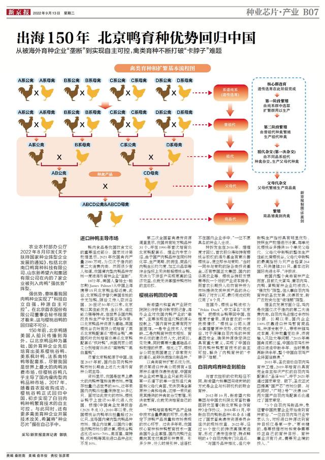 出海150年，北京鸭育种优势回归中国