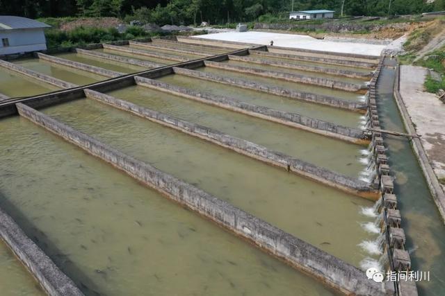 利川山间水养出了“海味”三文鱼