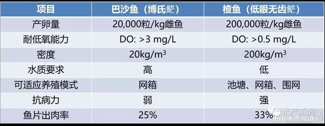 年产值300亿！华南正大兴养殖，巴沙鱼的前世今生你要懂