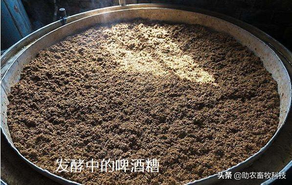 一定比例的新鲜酒糟这样喂猪每头多赚3百元以上