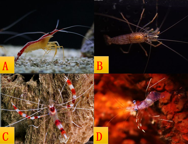 养殖石斑鱼有寄生虫怎么办？混养清洁虾或许是最佳的防治方法