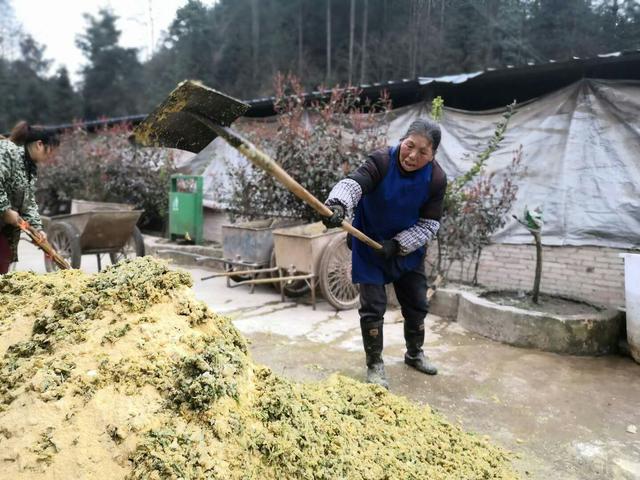 贵州黄平深山隐藏黑毛猪养殖场  在这里，猪崽每天都要跑2公里