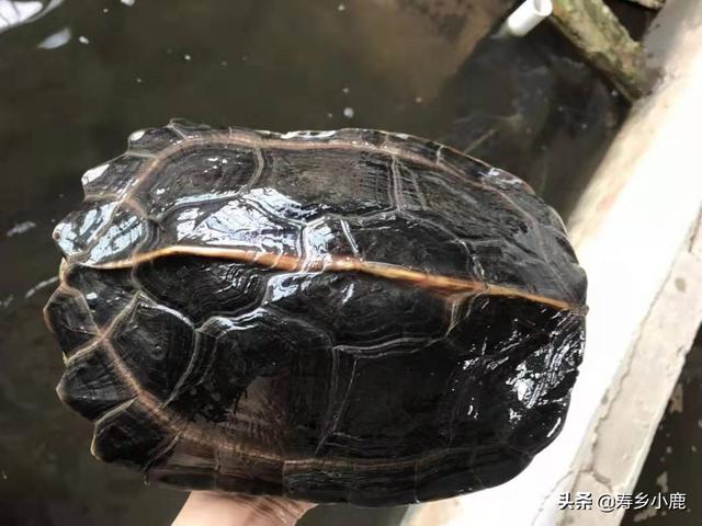 不同规格的亚洲巨龟怎么喂养？它们对食物的偏向性如何？