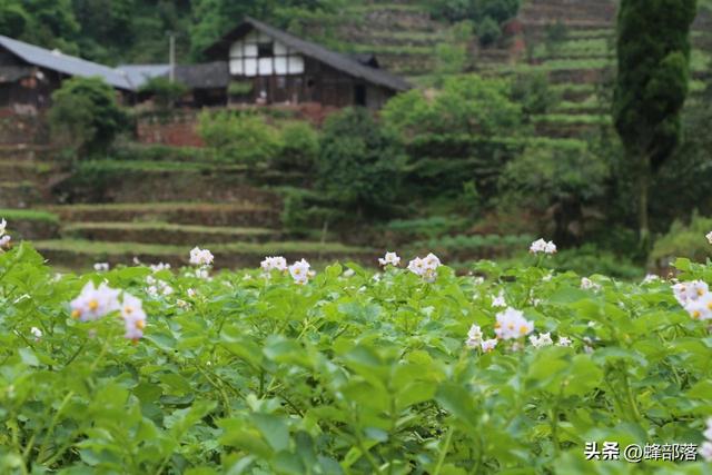 蜜蜂科学养殖的方法有哪些？养蜂新手从这4点入手