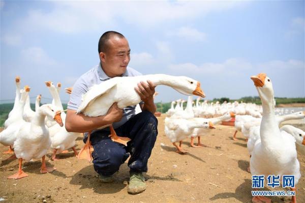 白鹅养殖助脱贫