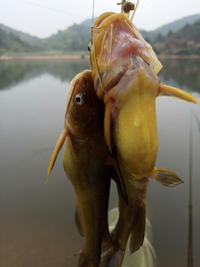 钓黄鸭钓得酸爽 钓鲫妹难觅踪影