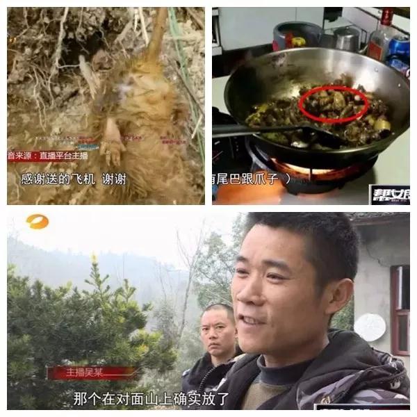 为博眼球赚钱，慈利男子直播捕猎竹鼠被罚