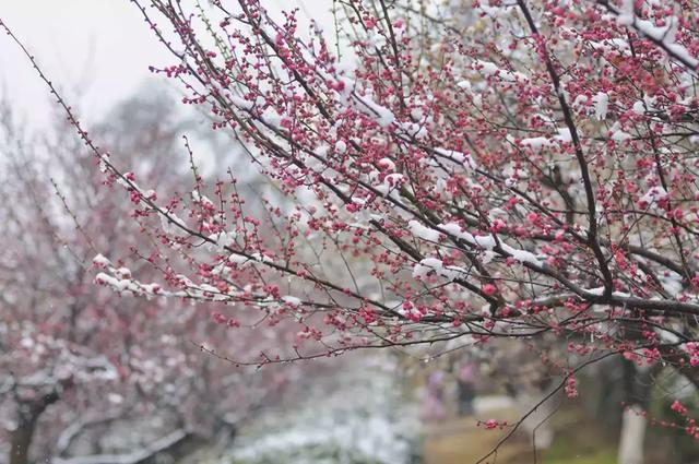 4种木本花，漂亮又好养，随便养1盆，家里马上不一样