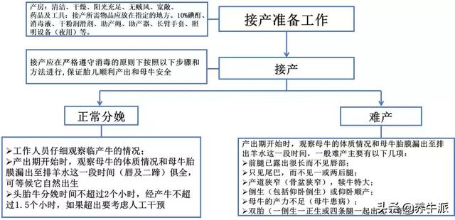 产奶量显著提升！后备牛标准化管理6大标准操作，点击了解！