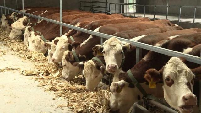 四川剑阁：肉牛养殖让农民日子“牛”起来