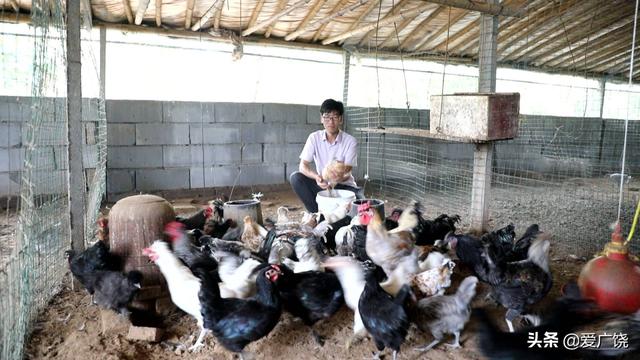 「优秀人才风采」广饶：特色观赏鸡 养出农业“新生态”