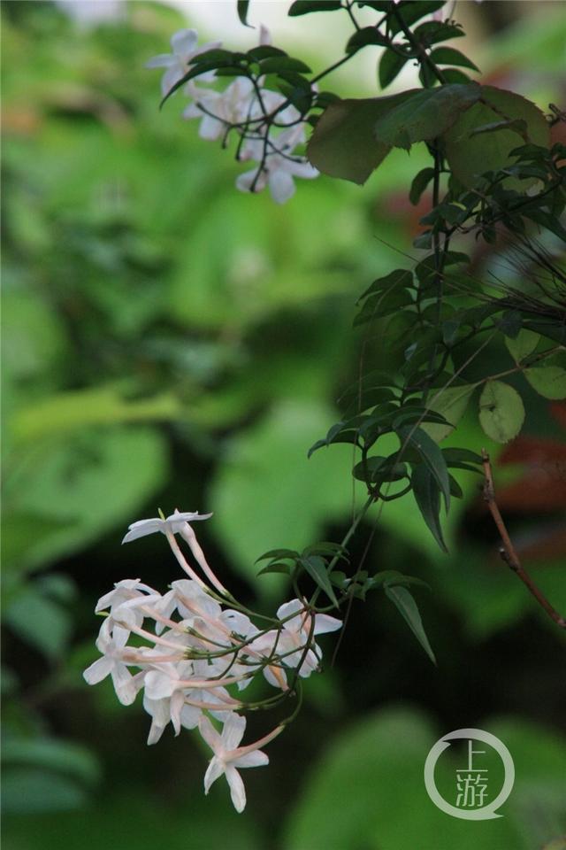 重庆退休教授十年打造家庭版迷你“邱园”近千株植物四季鲜花瓜果不断