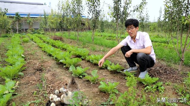 「优秀人才风采」广饶：特色观赏鸡 养出农业“新生态”