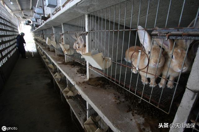 肉兔成为餐桌上的美食，许多农民养兔致富，这些养殖要点要记牢