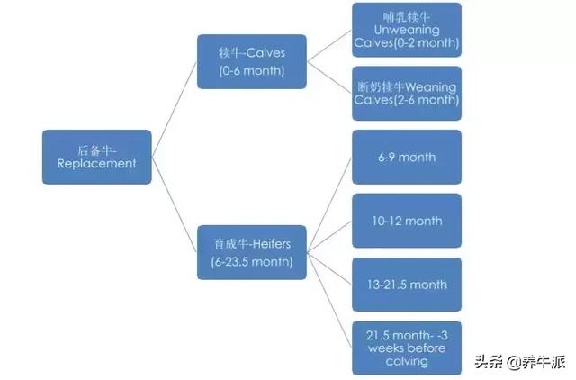 产奶量显著提升！后备牛标准化管理6大标准操作，点击了解！