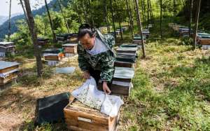 重庆蜜蜂养殖(重庆40℃高温下 怠工绝产的蜜蜂和焦急转场的养蜂人)