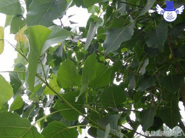 适合用作猪场绿化的植物，到底该种那些树其实是有很多讲究的